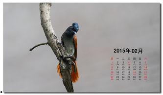 好鸟日视频在线观看,在线观看,感受自然之美 第3张 好鸟日视频在线观看,在线观看,感受自然之美 第3张